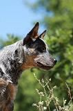 BOUVIER AUSTRALIEN 279